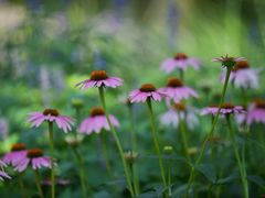 -西湖风景区-江洋畈生态公园