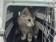 -瑞派名望志远动物医院·猫科·內科·异宠专科(直港大道店)