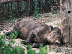-上海野生动物园