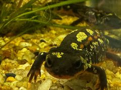-上海大自然野生昆虫馆(东方明珠·爬宠昆虫探索中心)