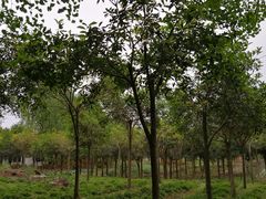 -宣兔头(马家场店)