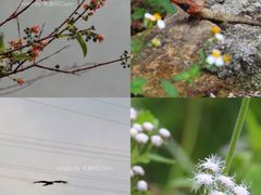 -羚羊峡古栈道森林公园