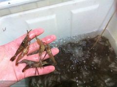 河虾-鲜鱼居饭店