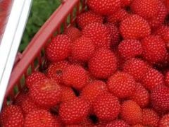 -上海虹口糕团食品厂(昌里东路店)