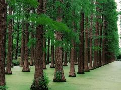 -渌洋湖湿地公园