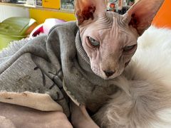 -平行世界·猫咖(首经贸店)