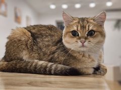 -有喵·猫咖·狗咖·30几只猫10只小狗(岗厦店)