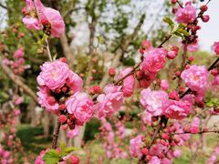 -天津水上公园