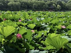 -承德避暑山庄景区