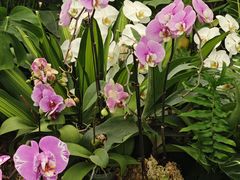 -上海鲜花港