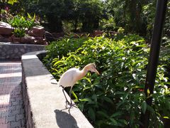 -吉隆坡雀鸟公园