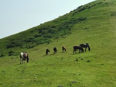 -大姆山草场