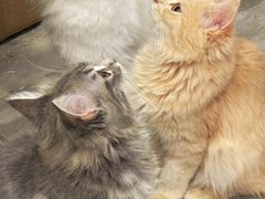 -楼上猫咖(罗湖店)