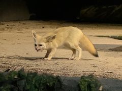 -夜间野生动物园