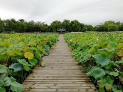 -石家庄市植物园