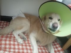 -佳雯宠物医院(金华南路分院)