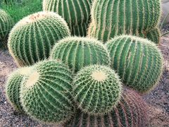 -北京植物园-展览温室