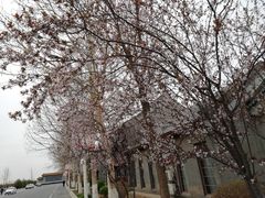 -万源龙顺度假庄园生态观光园