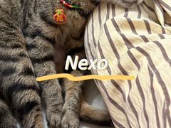 -瑞派动物医院·猫专科·至诚(江南中分院)