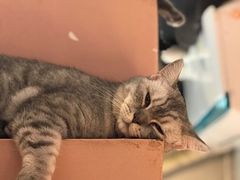 -猫儿山۰猫主题餐厅