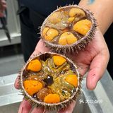 男朋友每赔罪一次就会有几颗小海胆失去绳命