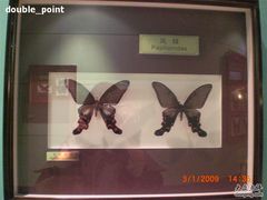 -上海昆虫博物馆