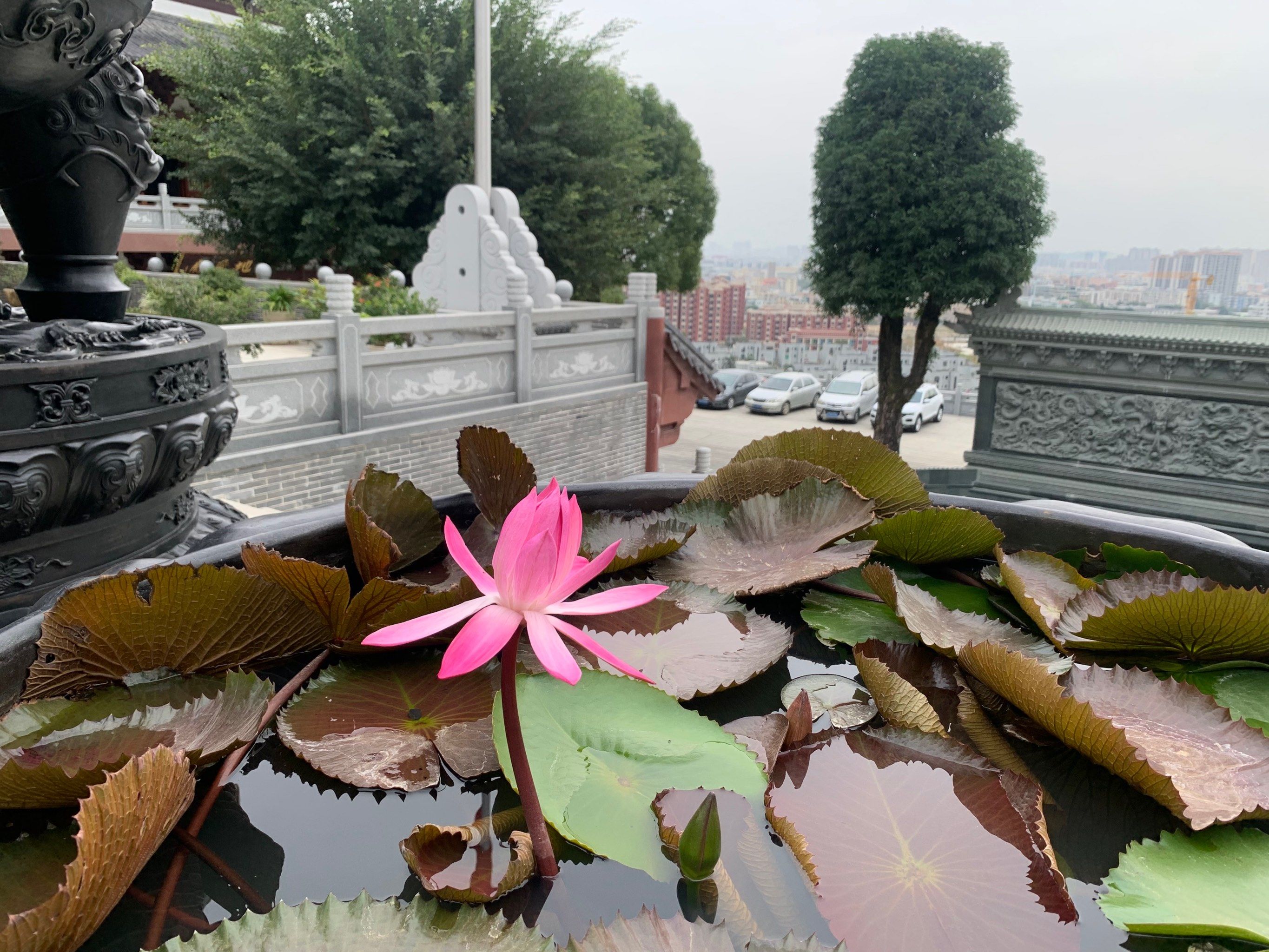 心灵宽广 生命感恩 莲花出淤泥而不染.