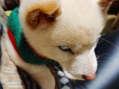 -逗柴咖啡屋·狗咖猫咖宠物桌游