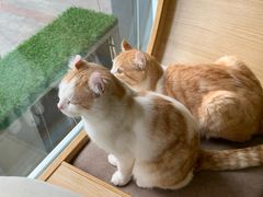 -猫和宫(六道口店)