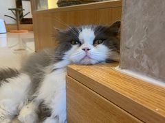 -Catmate·猫肥家润(金润铂宫店)