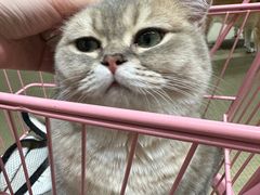 -逗柴咖啡屋·狗咖猫咖宠物桌游
