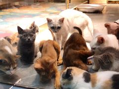 -喵店&猫咖