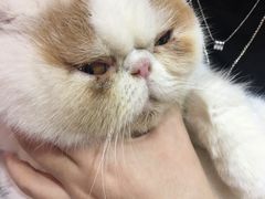 -Heymao猫咖.咖啡厅(东门店)