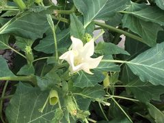 -北海金海湾红树林生态旅游区