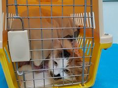 -纳吉亚猫专科动物诊疗中心(蒋宅口分院)