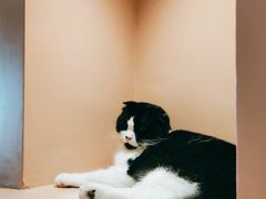 -猫儿山۰猫主题餐厅
