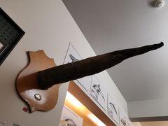 -冰岛阴茎博物馆
