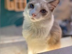 -飞行喵MR PILOT|猫舍·猫咖(静安大融城店)