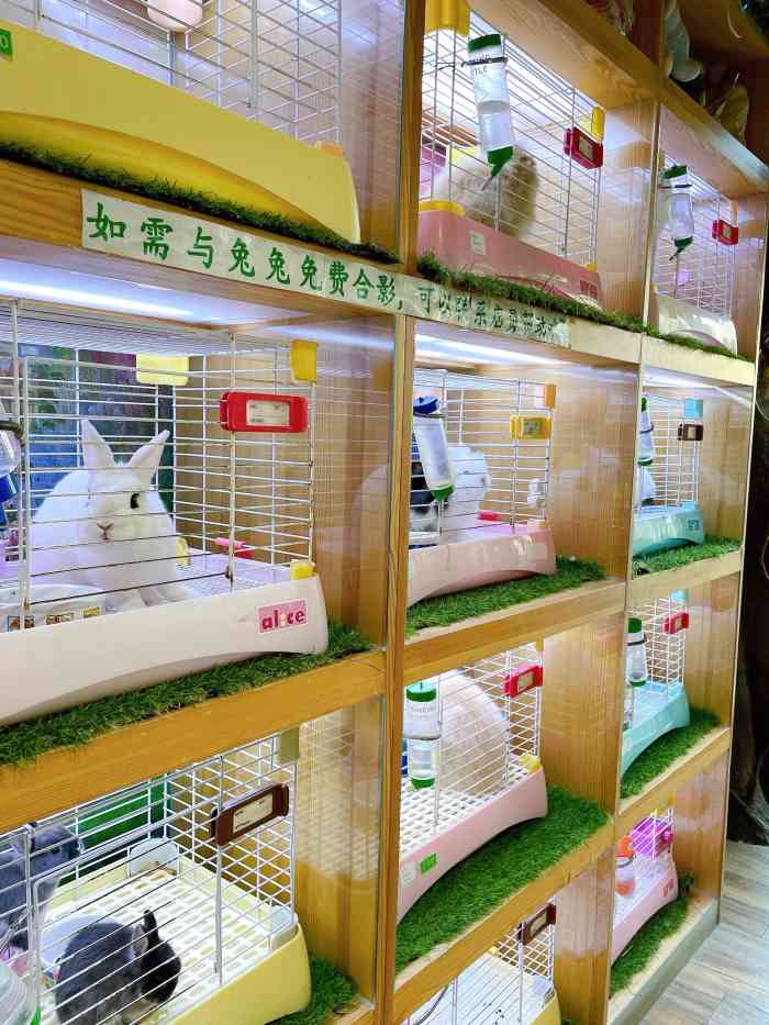 宠物兔专门店(陆港城店)-"【项目】美容 | 寄养 | 食品用品在.