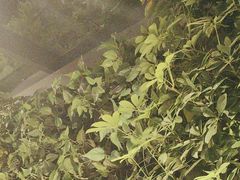 -巴厘龙虾·榜首油焖大虾(洞庭·艺术洋房店)