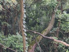 -黄埔油麻山森林公园