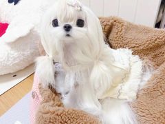 -萌宠之家·腊肠犬·马尔泰·小体犬舍