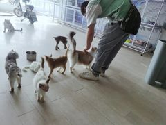 -喵百万·布偶·蓝金金渐层英短·猫舍(百子湾店)