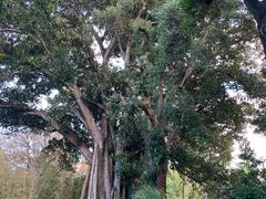 -墨尔本皇家植物园