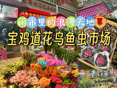 -宝鸡东道花鸟鱼虫市场(吉利花园商场店)