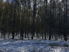 -塞罕坝国家级自然保护区