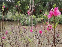 -滴水岩森林公园