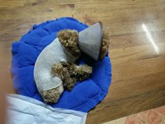 -骐奇宠物诊疗中心(南亭公路店)