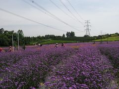 -紫颐香薰山谷景区