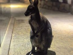 -绿色星球动物主题公园